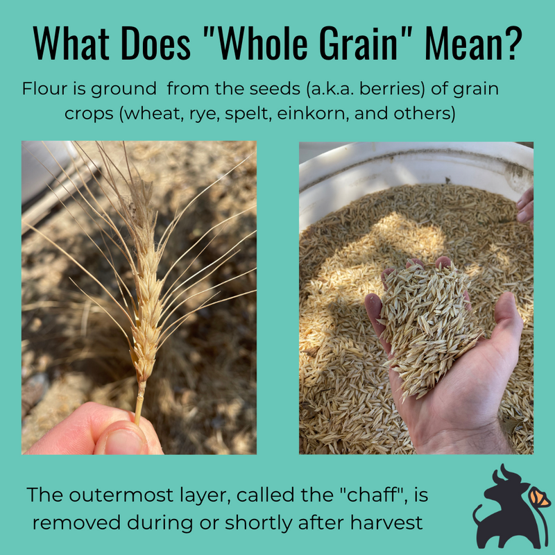 What do the Terms "Whole Wheat" and "Whole Grain" Mean?